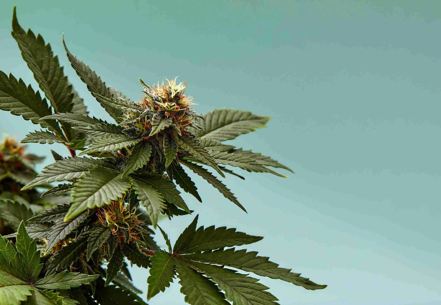 THC vs. CBD? De Keuze is Aan Jou: OCHO Heeft De Gezondere Optie