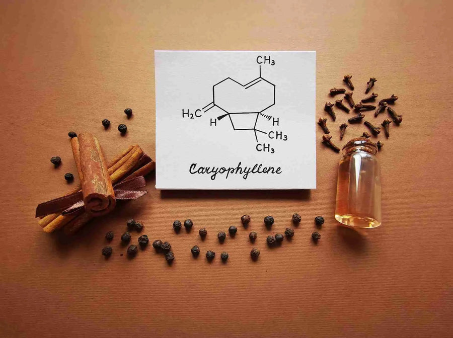 Terpenen en CBD: De Synergie van Natuurlijke Verbindingen voor Optimaal Welzijn