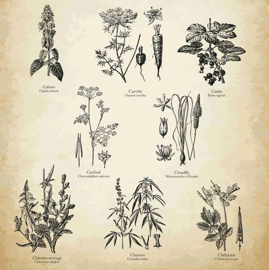 De Reis van CBD-olie: Van Oude Remedies tot Moderne Wellness