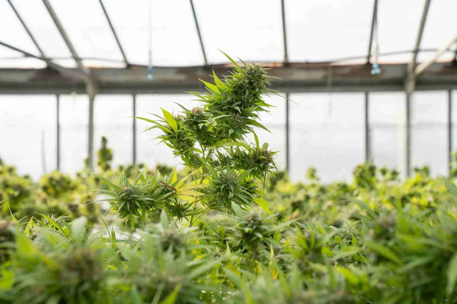 CBD en THC: Uw Gids voor Verschillen, Effecten en Wetgeving